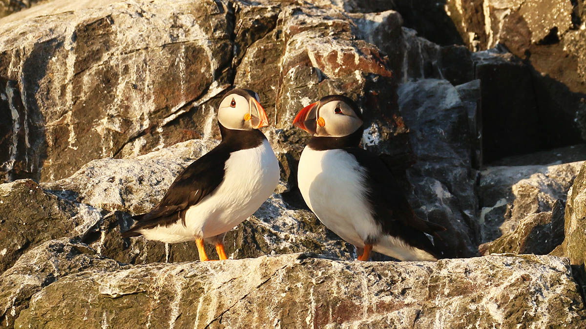 Papagaaiduikers - Farne Islands